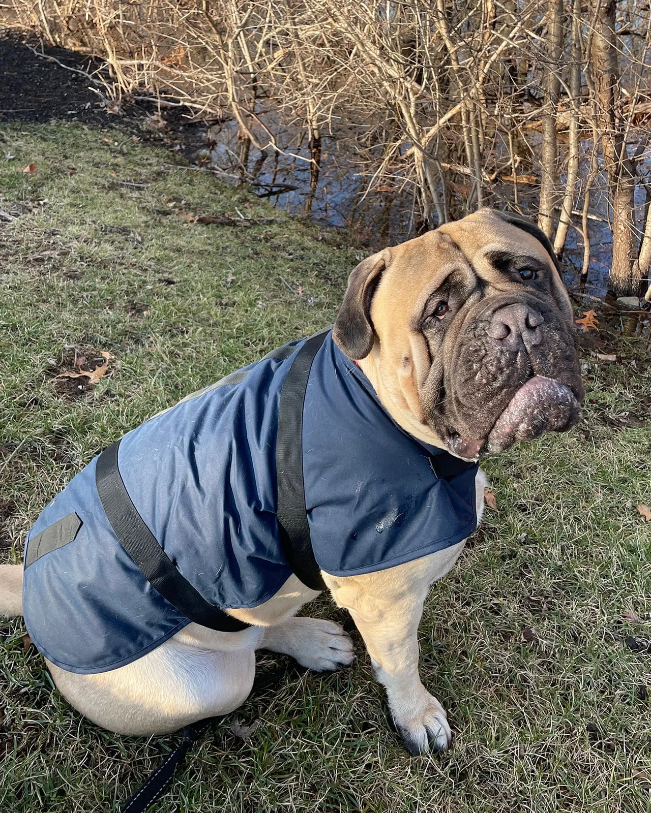 Clancy Oilskin Canine Coat