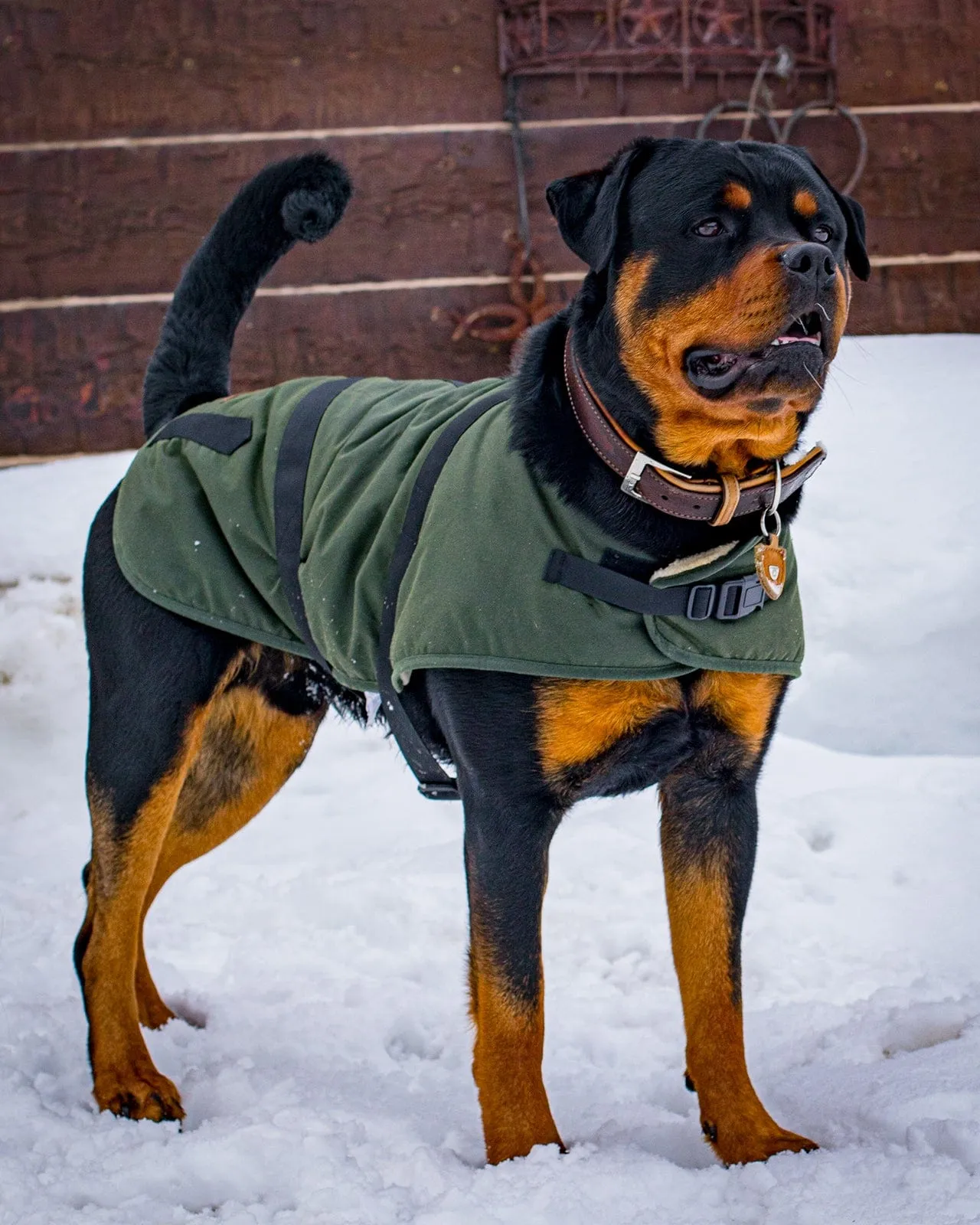 Clancy Oilskin Canine Coat
