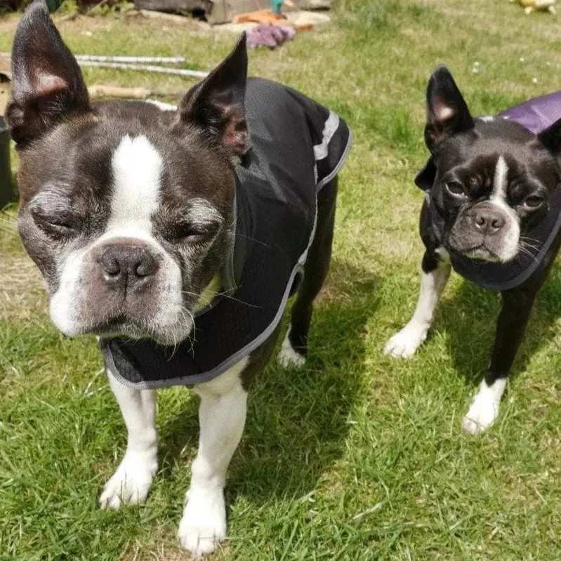Waterproof Dog Coat With Harness Hole